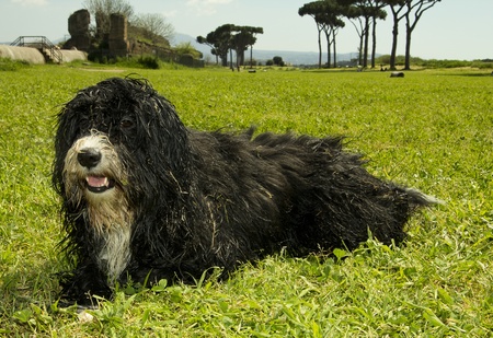 dirty dog in the parkの写真素材