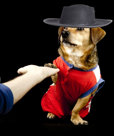 dog pawnの写真素材