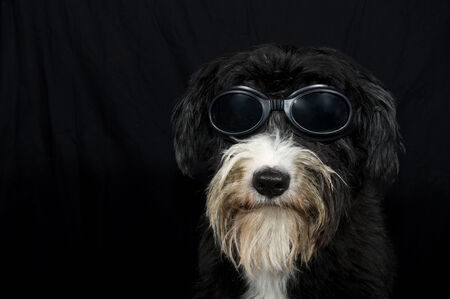 funny bobtailの写真素材