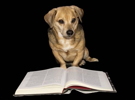 dog with book learning on black backgroundの写真素材