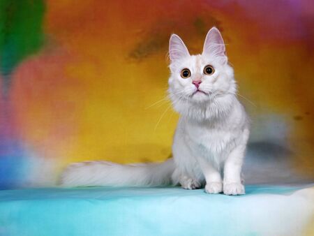 cat show on background full of colorの写真素材