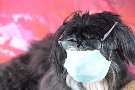 dirty dog painter in the colored background varius hat and glassの写真素材