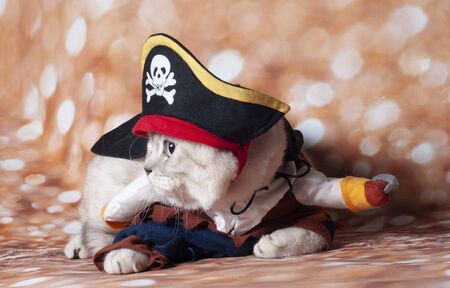 a carribean cat pirate in the gold background and hatの写真素材