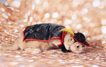 zorro masked cat in the gold background and hatの写真素材