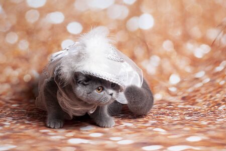 ancient cat funny mask in the gold background and hat oldの写真素材