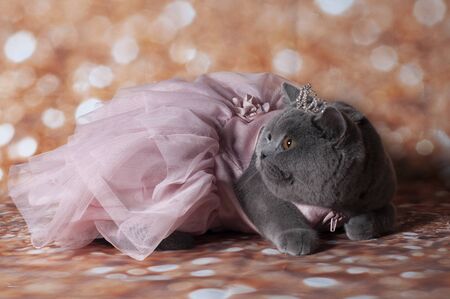 cat in the dancing dress in the gold background and happy stileの写真素材