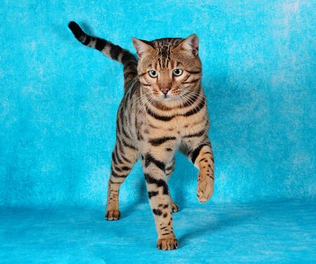 bengal male cat in the blue backgroundの写真素材