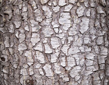 a texture wood pattern craked brown and grey pine conifer tree