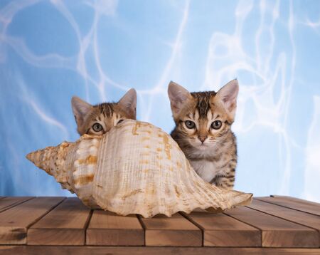 bengal kitten water blue background with wooden floor brown spotted tabbyの写真素材