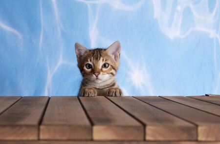 bengal kitten water blue background with wooden floor brown spotted tabbyの写真素材