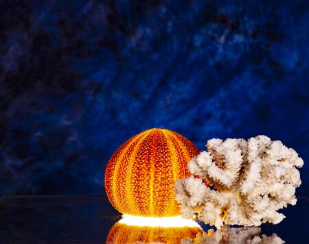 black magic ritual on the black sea fat urcin orange 