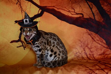 asian leopard cat very friendly and playful in france on background