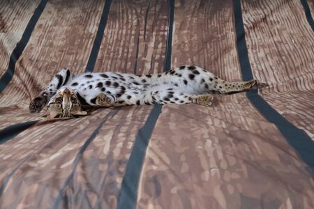 asian leopard cat very friendly and playful in france on backgroundの写真素材