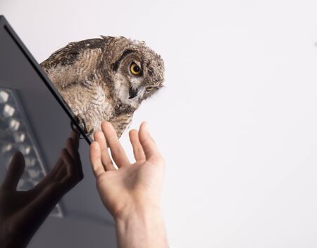 owl in the tv screen good for sign and manipulation immage