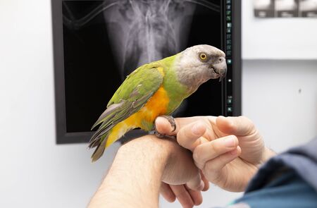 vet and bird examination x ray of a parrot at a vet clinicの写真素材