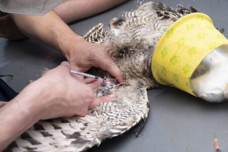 a medical examination of eagle owl with exotic vetの写真素材