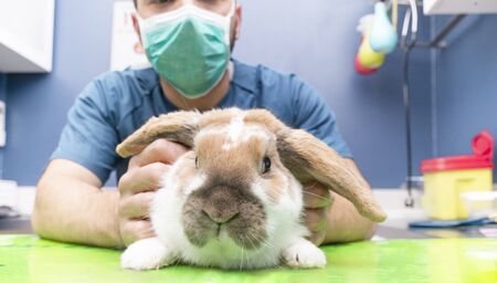 vet and bunny examination of a animal at a vet clinicの写真素材