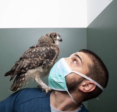 avian exotic vet visiting eagle owl green background feather brown babyの写真素材