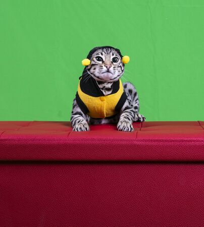 cat show on background green screen の写真素材