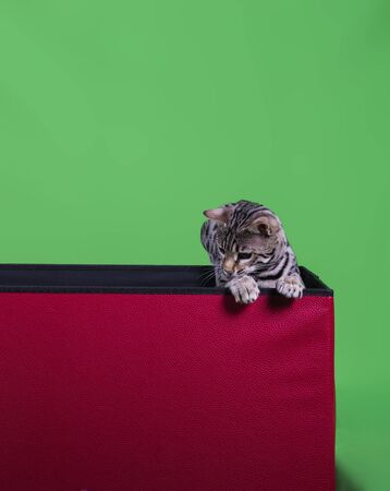 cat show on background full of colorの写真素材