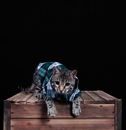 the boss of the gang cats 