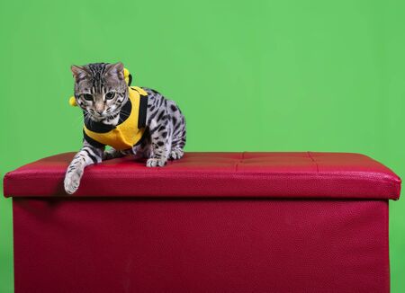 cat show on background green screen の写真素材