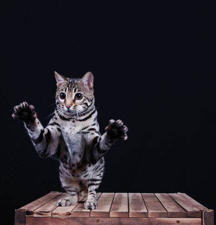 cat show on background black screen 