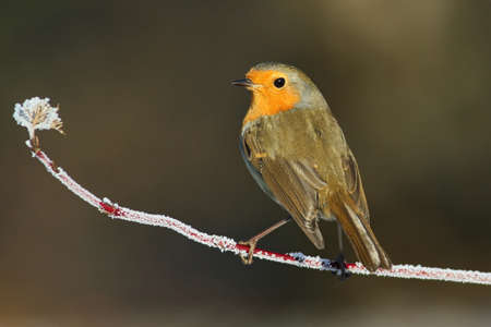 European Robin on frozen branchの写真素材