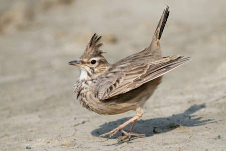 love dance of crested larkの写真素材