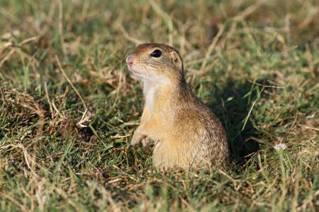 European Ground squirrel observingの写真素材