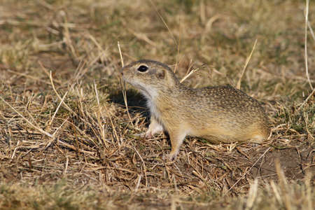 Ground squirrel observing from groundの写真素材