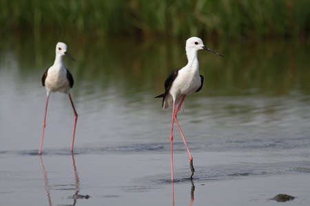 Two black winged stiltsの写真素材