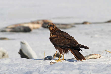 Eurasian Marsh-harrier (Circus aeruginosus) on snowの写真素材