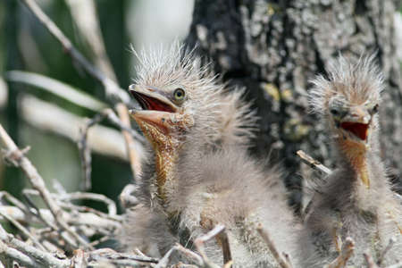 juvenile Black-crowned Night Heronsの写真素材