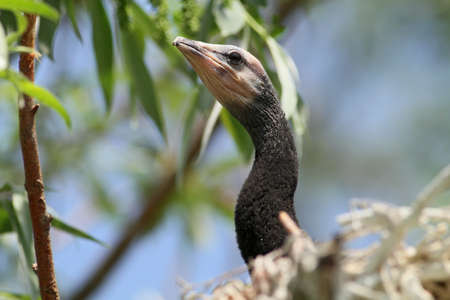 juvenile pigmy cormorant in the nestの写真素材