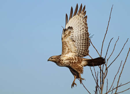 Common buzzard ( buteo buteo) flying offの写真素材