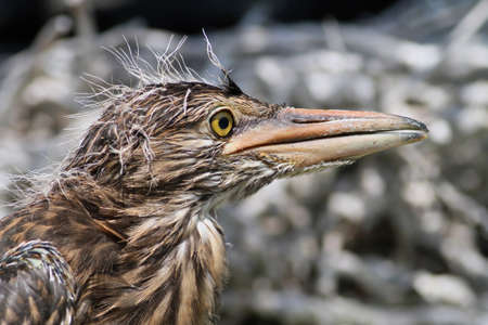 juvenile Black-crowned Night Heronの写真素材