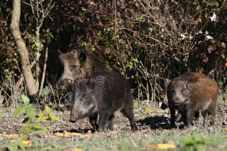 wild boars from the woodの写真素材