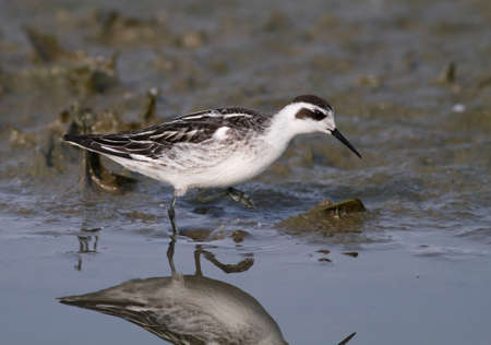 red-necked phalarope hunting in the mudの写真素材