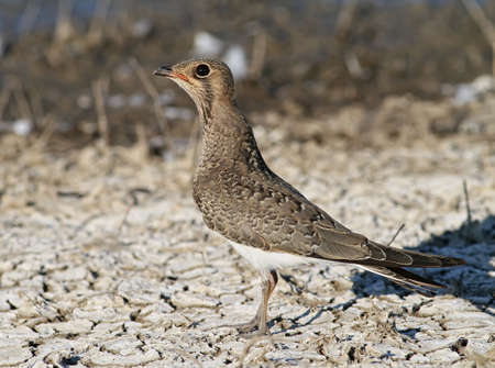 Young Collared Pratincole の写真素材