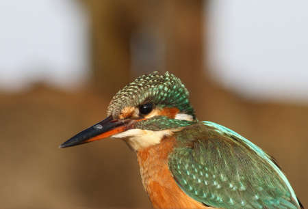 Kingfisher portraitの写真素材