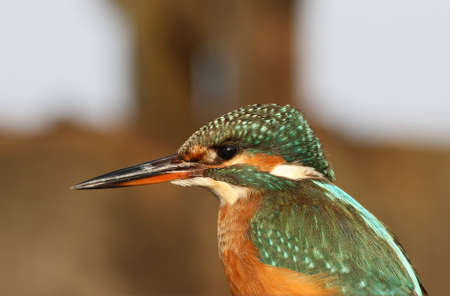 Kingfisher close-upの写真素材