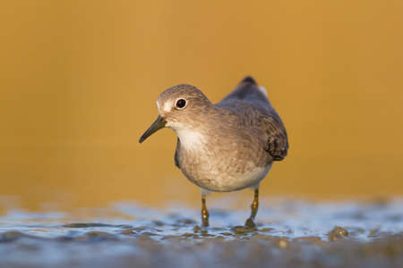 Temminck s Stint - calidris temminckiiの写真素材