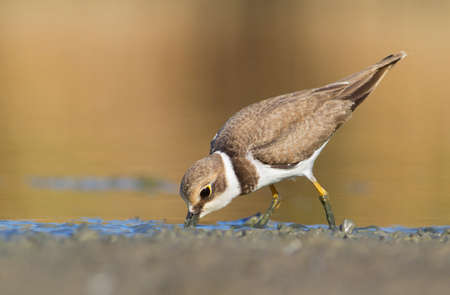 Little Ringed Plover - charadrius dubius feedingの写真素材
