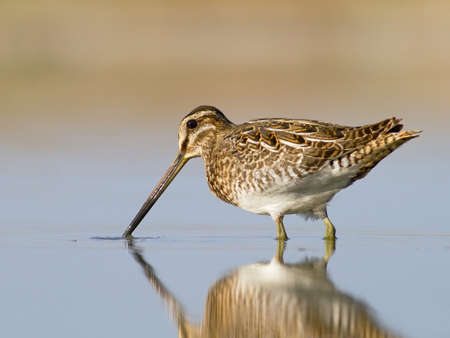 Common snipe - Galinago galinago の写真素材