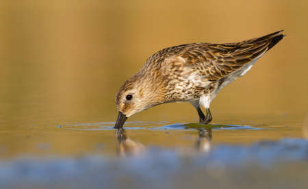 dunlin catching its preyの写真素材