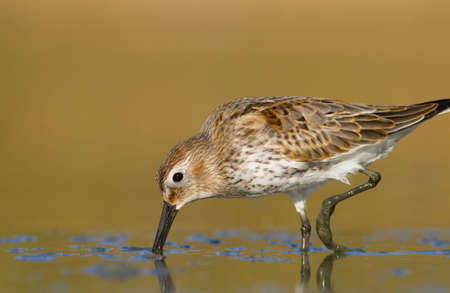 beautiful dunlin の写真素材