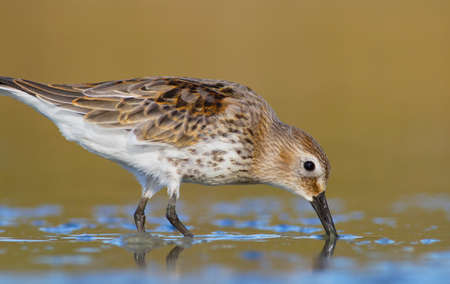 dunlin - calidris alpinaの写真素材