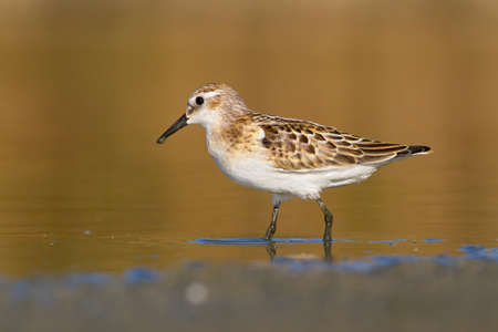 Little stint wandering in the shallow waterの写真素材