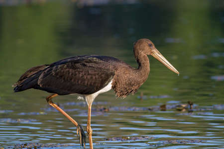 beautiful juvenile black storkの写真素材